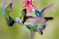 Hummingbirds  841521 Royalty Free Stock Photo