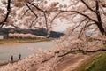 Fully bloomed cherry blossoms along Hinokinai River,Kakunodate,Akita,Tohoku,Japan in spring.selective focus