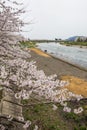 Fully bloomed cherry blossoms along Hinokinai River,Kakunodate,Akita,Tohoku,Japan in spring.selective focus