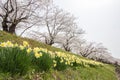 Fully bloomed cherry blossoms and daffodils along Hinokinai River,Kakunodate,Akita,Tohoku,Japan in spring.selective focus