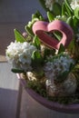 Several hyacinthes with bulbs and one pink heart Royalty Free Stock Photo