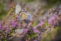 Several Idas blue or northern blue butterflies on blooming heather Royalty Free Stock Photo