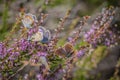 Several Idas blue or northern blue butterflies on blooming heather Royalty Free Stock Photo