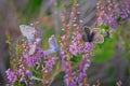 Several Idas blue or northern blue butterflies on blooming heather Royalty Free Stock Photo