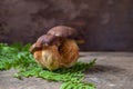 Several Imleria Badia or Boletus badius mushrooms commonly known as the bay bolete on vintage wooden background