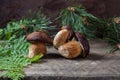 Several Imleria Badia or Boletus badius mushrooms commonly known as the bay bolete on vintage wooden background