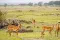 Several impalas grazing in the savannah grassland of Amboseli Pa