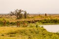 Several impalas grouping around a water point in Kenya`s Nairobi