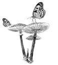 Several Inedible Poisonous Mushrooms, Butterflies Sit On Them