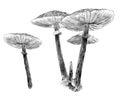 Several Inedible Poisonous Mushrooms