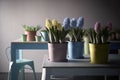 Several iron multicolored pots with a variety of flowering hyacinths