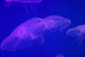 Several jellyfish in blue or purple backlight in the aquarium. Transparent jellyfish on a blue background. Free copy space Royalty Free Stock Photo