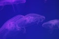 Several jellyfish in blue or purple backlight in the aquarium. Transparent jellyfish on a blue background. Free copy space Royalty Free Stock Photo