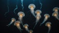 several jellyfishs are swimming near the water& x27;s surface Royalty Free Stock Photo