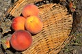 Four peaches shot in sunlight. Royalty Free Stock Photo