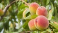 Several juicy peaches ripen on a tree Royalty Free Stock Photo