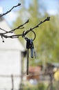 Several keys to the house hang on a tree branch. Lost key ring Royalty Free Stock Photo