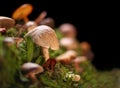 Several kinds of colorful mushrooms and fungus on green mossy log