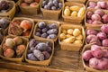 Several kinds of Heirloom Potatoes Royalty Free Stock Photo