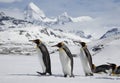 Several King penguins in fresh snow on South Georgia Island