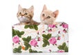 Several kittens in a box with flowers Royalty Free Stock Photo