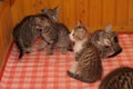 Several kittens together Royalty Free Stock Photo
