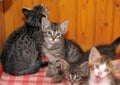 Several kittens together Royalty Free Stock Photo