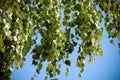 Several large birch branches with green foliage hang down