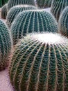 Several large cacti Echinocactus grusonii