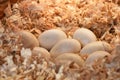 Several Large Duck Eggs