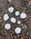 Several large hail stones from a severe thunderstorm laying on asphalt with a U.S. quarter