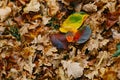 Several large leaves on the background with autumn recent colorful foliage