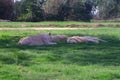 Several large lions rest on the green grass Royalty Free Stock Photo