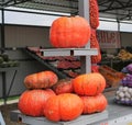 Several large orange pumpkins on the counter. pumpkin harvest. preparing for Halloween.