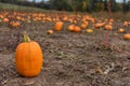 Several orange pumpkins in a pumkin patch at the farm waiting to be picked Royalty Free Stock Photo