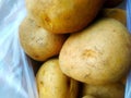 Several large potatoes in a white plastic bag