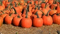 Several large pumpkins on hey up for sale in the farm Royalty Free Stock Photo