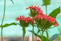 Several large red inflorescences of Lychnis chalcedony on a green background.