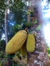 Several ripe Jackfruit fruits on a breadfruit tree in the forest