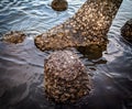 Several large rocks are on the seashore Royalty Free Stock Photo