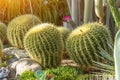 Several large round cacti in the greenhouse