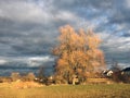 Several large trees are bathed in the setting sun in the evening. Behind them are picturesque rain clouds