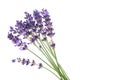 Several lavender flowers isolated on a white background. Small lavender bouquet Royalty Free Stock Photo