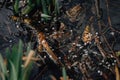 Several layers of frog roe in pond in spring, couple of common cute huge frogs swim in water, embryos tadpoles close-up, Frogspawn