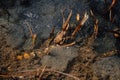 Several layers of frog roe in pond in spring, couple of common cute huge frogs swim in water, embryos tadpoles close-up, Frogspawn