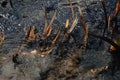 Several layers of frog roe in pond in spring, couple of common cute huge frogs swim in water, embryos tadpoles close-up, Frogspawn Royalty Free Stock Photo