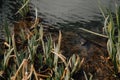 Several layers of frog roe in pond in spring, couple of common cute huge frogs swim in water, embryos tadpoles close-up, Frogspawn Royalty Free Stock Photo