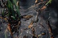 Several layers of frog roe in pond in spring, couple of common cute huge frogs swim in water, embryos tadpoles close-up, Frogspawn Royalty Free Stock Photo