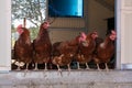 Several laying hens looking out Royalty Free Stock Photo