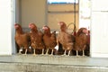 Several laying hens looking Royalty Free Stock Photo